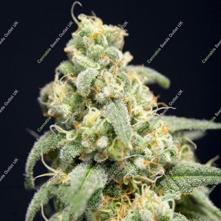 Here Comes the Barb Feminized Marijuana Strain by House of the Great Gardener For Sale Online at Cannabis Seeds Outlet