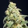 Here Comes the Barb Feminized Marijuana Strain by House of the Great Gardener For Sale Online at Cannabis Seeds Outlet