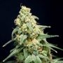 House of the Great Gardener Here Comes the Barb Smoke Buds Weed Ganja Skunk Dope Pot Images Pics Nuggets