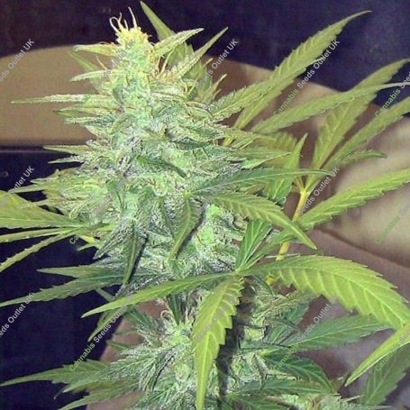 Amsterdam Skunk Regular Marijuana Strain by John Sinclair Seeds For Sale Online at Cannabis Seeds Outlet