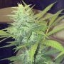 Amsterdam Skunk Regular Marijuana Strain by John Sinclair Seeds For Sale Online at Cannabis Seeds Outlet