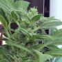 Viper Regular Marijuana Strain by John Sinclair Seeds For Sale Online at Cannabis Seeds Outlet