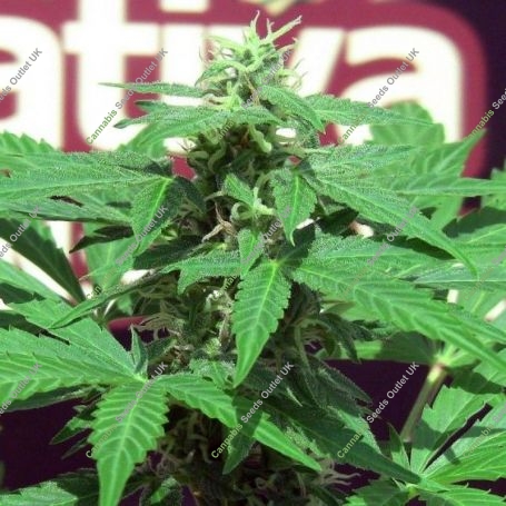Trans Love Regular Marijuana Strain by John Sinclair Seeds For Sale Online at Cannabis Seeds Outlet