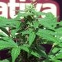 Trans Love Regular Marijuana Strain by John Sinclair Seeds For Sale Online at Cannabis Seeds Outlet