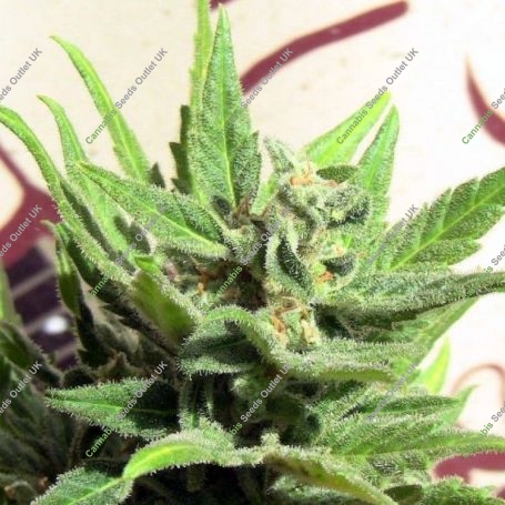 White Panther Regular Marijuana Strain by John Sinclair Seeds For Sale Online at Cannabis Seeds Outlet