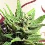 White Panther Regular Marijuana Strain by John Sinclair Seeds For Sale Online at Cannabis Seeds Outlet