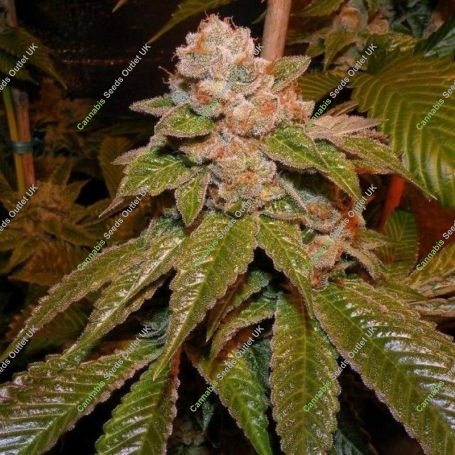 Karma OG Regular Marijuana Strain by Karma Genetics For Sale Online at Cannabis Seeds Outlet