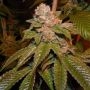 Karma OG Regular Marijuana Strain by Karma Genetics For Sale Online at Cannabis Seeds Outlet