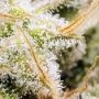 Karma Genetics Karma OG Smoke Buds Weed Ganja Skunk Dope Pot Images Pics Nuggets