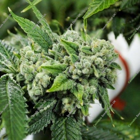 Biker Kush Regular Marijuana Strain by Karma Genetics For Sale Online at Cannabis Seeds Outlet