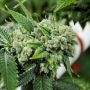 Biker Kush Regular Marijuana Strain by Karma Genetics For Sale Online at Cannabis Seeds Outlet