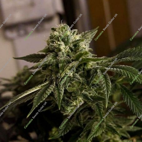 Old Dirty Biker Regular Marijuana Strain by Karma Genetics For Sale Online at Cannabis Seeds Outlet