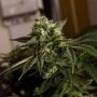 Old Dirty Biker Regular Marijuana Strain by Karma Genetics For Sale Online at Cannabis Seeds Outlet