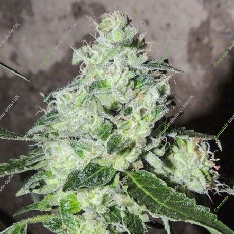 Headbanger Regular Marijuana Strain by Karma Genetics For Sale Online at Cannabis Seeds Outlet