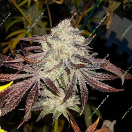 KarmDown Regular Marijuana Strain by Karma Genetics For Sale Online at Cannabis Seeds Outlet