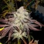 KarmDown Regular Marijuana Strain by Karma Genetics For Sale Online at Cannabis Seeds Outlet