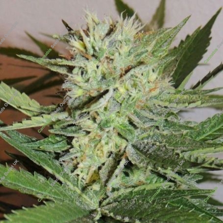 Fruit Bowl Feminized Marijuana Strain by Karma Genetics For Sale Online at Cannabis Seeds Outlet