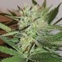 Fruit Bowl Feminized Marijuana Strain by Karma Genetics For Sale Online at Cannabis Seeds Outlet