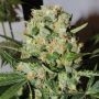 Karma Genetics Fruit Bowl Smoke Buds Weed Ganja Skunk Dope Pot Images Pics Nuggets
