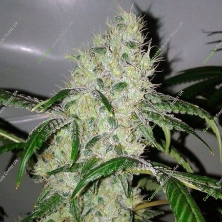 Orange Bubba Feminized Marijuana Strain by Karma Genetics For Sale Online at Cannabis Seeds Outlet