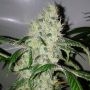 Orange Bubba Feminized Marijuana Strain by Karma Genetics For Sale Online at Cannabis Seeds Outlet
