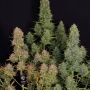 Karma Genetics Orange Bubba Smoke Buds Weed Ganja Skunk Dope Pot Images Pics Nuggets
