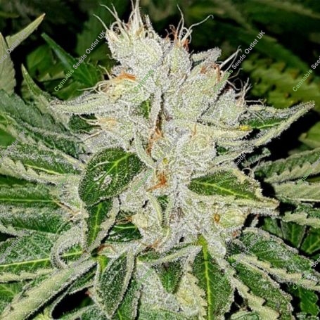 Rado Rose Feminized Marijuana Strain by Karma Genetics For Sale Online at Cannabis Seeds Outlet
