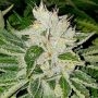 Rado Rose Feminized Marijuana Strain by Karma Genetics For Sale Online at Cannabis Seeds Outlet