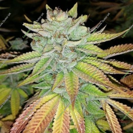 Tha Melon Regular Marijuana Strain by Karma Genetics For Sale Online at Cannabis Seeds Outlet