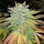 Tha Melon Regular Marijuana Strain by Karma Genetics For Sale Online at Cannabis Seeds Outlet