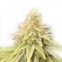 NYC Diesel Kush Female Outlet Cannabis Seeds