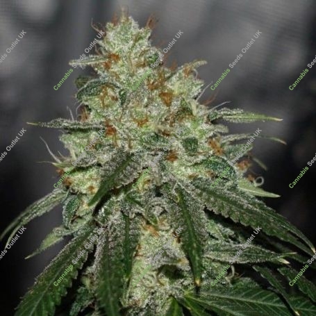 Di Frutti Regular Marijuana Strain by Karma Genetics For Sale Online at Cannabis Seeds Outlet