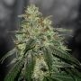 Di Frutti Regular Marijuana Strain by Karma Genetics For Sale Online at Cannabis Seeds Outlet