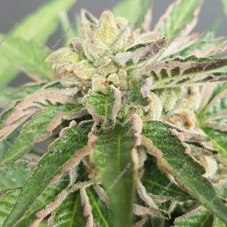 Double Funk LTD Regular Marijuana Strain by Karma Genetics For Sale Online at Cannabis Seeds Outlet
