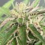 Double Funk LTD Regular Marijuana Strain by Karma Genetics For Sale Online at Cannabis Seeds Outlet
