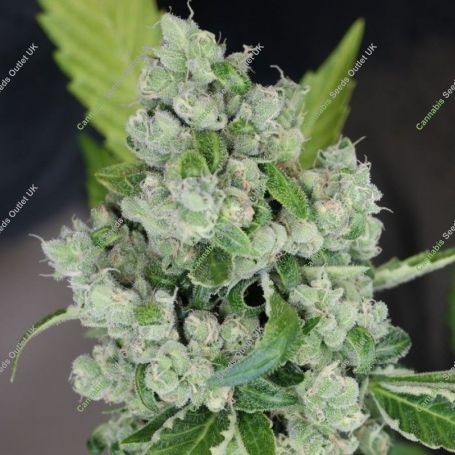 Sour Diesel BX 2 Regular Marijuana Strain by Karma Genetics For Sale Online at Cannabis Seeds Outlet