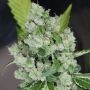 Sour Diesel BX 2 Regular Marijuana Strain by Karma Genetics For Sale Online at Cannabis Seeds Outlet