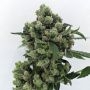 Karma Genetics Sour Diesel BX 2 Smoke Buds Weed Ganja Skunk Dope Pot Images Pics Nuggets