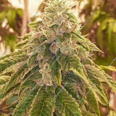 Sweets Regular Marijuana Strain by Karma Genetics For Sale Online at Cannabis Seeds Outlet