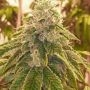 Sweets Regular Marijuana Strain by Karma Genetics For Sale Online at Cannabis Seeds Outlet