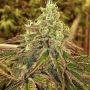 Karma Genetics Sweets Smoke Buds Weed Ganja Skunk Dope Pot Images Pics Nuggets