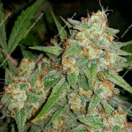 Sour Leda Regular Marijuana Strain by Karma Genetics For Sale Online at Cannabis Seeds Outlet