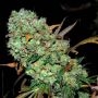 Karma Genetics Sour Leda Smoke Buds Weed Ganja Skunk Dope Pot Images Pics Nuggets