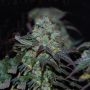 Sour Leda Regular by Karma Genetics THC Content Potency Strength CBD Height Yield Flowering Time Indica Sativa Genetics