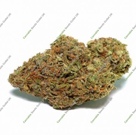 Sherpa Regular Marijuana Strain by Karma Genetics For Sale Online at Cannabis Seeds Outlet