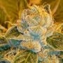 Sour Tart Regular Marijuana Strain by Karma Genetics For Sale Online at Cannabis Seeds Outlet