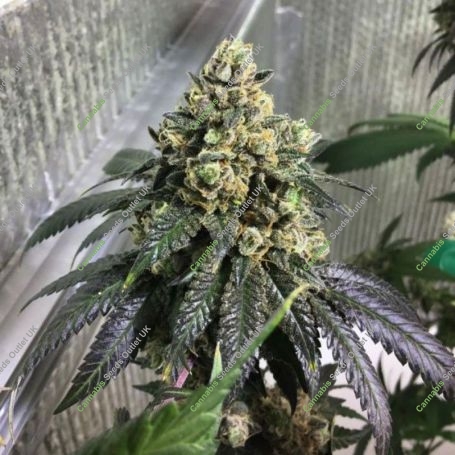 Sherb Biker Regular Marijuana Strain by Karma Genetics For Sale Online at Cannabis Seeds Outlet