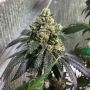 Sherb Biker Regular Marijuana Strain by Karma Genetics For Sale Online at Cannabis Seeds Outlet