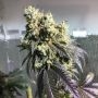Karma Genetics Sherb Biker Smoke Buds Weed Ganja Skunk Dope Pot Images Pics Nuggets