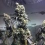 Sherb Biker Regular by Karma Genetics THC Content Potency Strength CBD Height Yield Flowering Time Indica Sativa Genetics